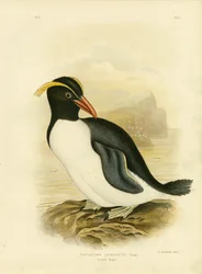 Haubenpinguin, 1891